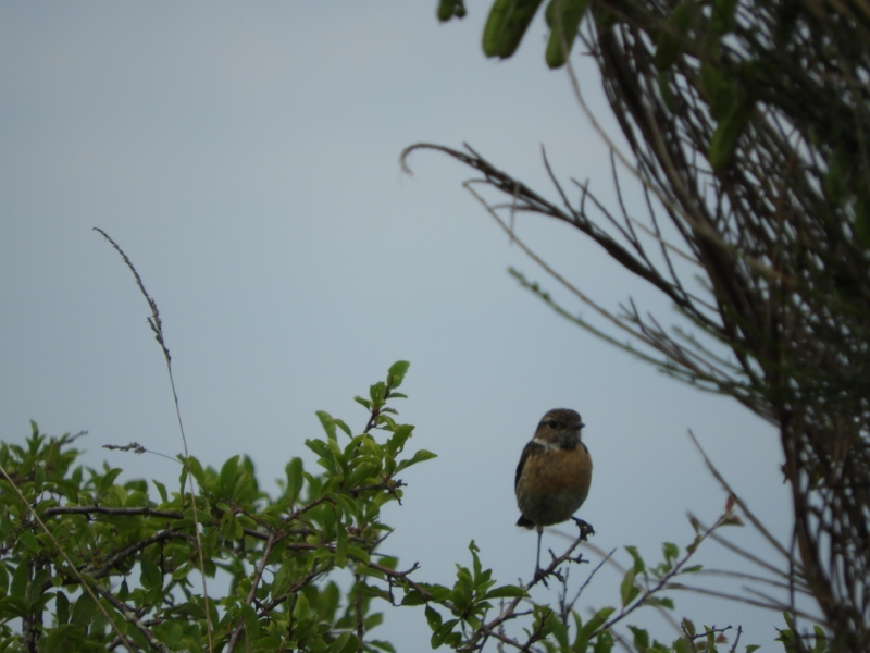 Photo Oiseaux tarier pâtre