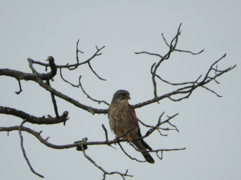 Photo Oiseaux Faucon crécerelle