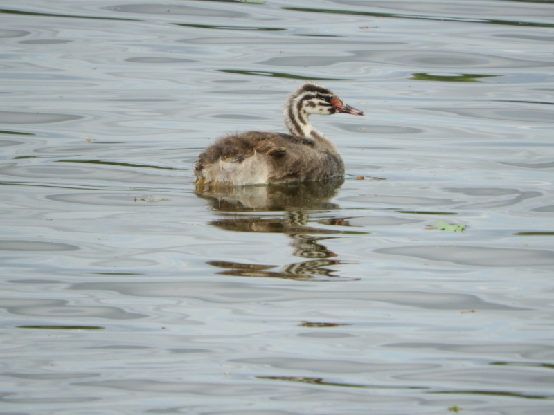 Photo Oiseaux