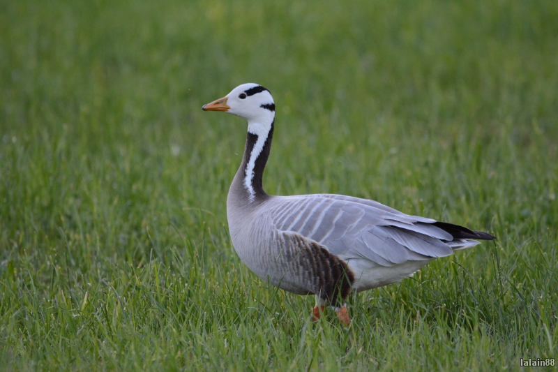 Oiseaux Oie à tête barrée (Anser indicus)