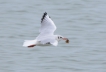 Oiseaux Mouette rieuse