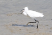 Oiseaux Aigrette garzette