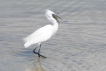 Oiseaux Aigrette garzette