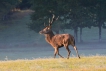 Mammifères Cerf élaphe