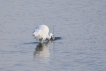 Oiseaux Aigrette garzette