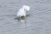 Oiseaux Aigrette garzette