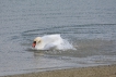 Oiseaux Cygne tuberculé