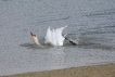 Oiseaux Cygne tuberculé