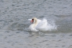 Oiseaux Cygne tuberculé