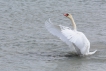 Oiseaux Cygne tuberculé