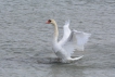 Oiseaux Cygne tuberculé