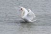 Oiseaux Cygne tuberculé