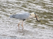 Oiseaux heron cendrè ( à la pêche )