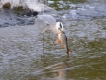 Oiseaux heron cendrè ( à la pêche )