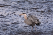 Oiseaux heron cendrè ( à la pêche )