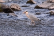 Oiseaux heron cendrè ( à la pêche )