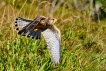 Oiseaux Faucon crécerelle