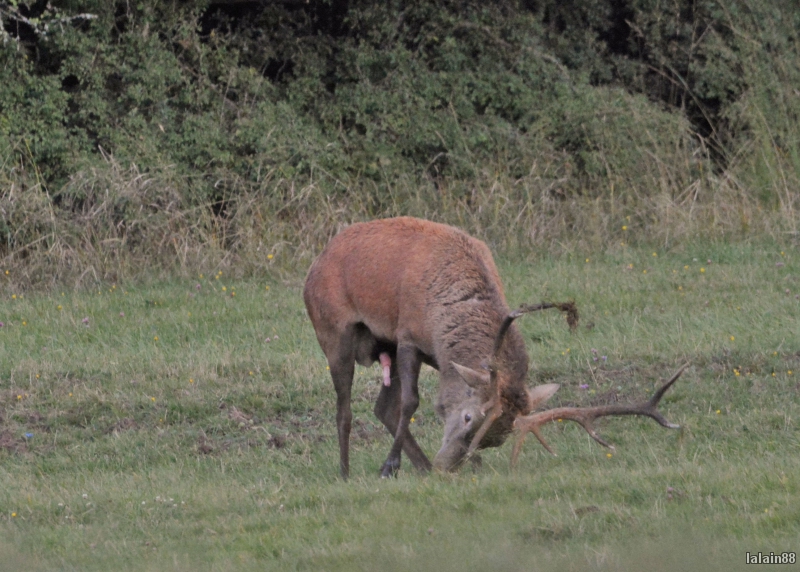 Photo Mammifères Cerf élaphe