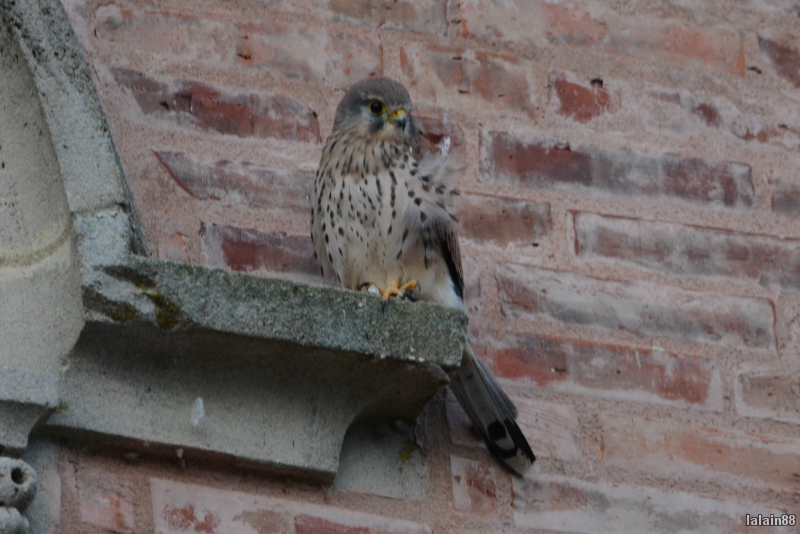 Photo Oiseaux Faucon crécerelle