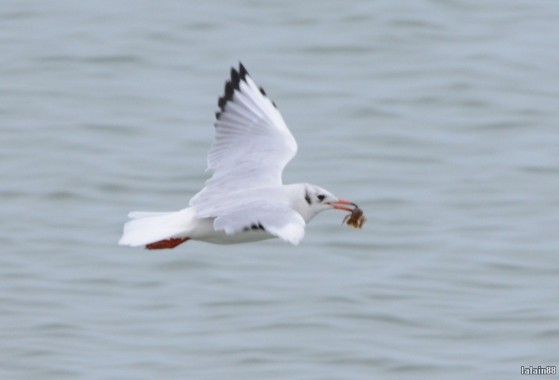 Photo Oiseaux Mouette rieuse