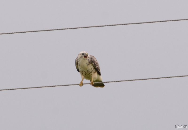 Photo Oiseaux Buse variable