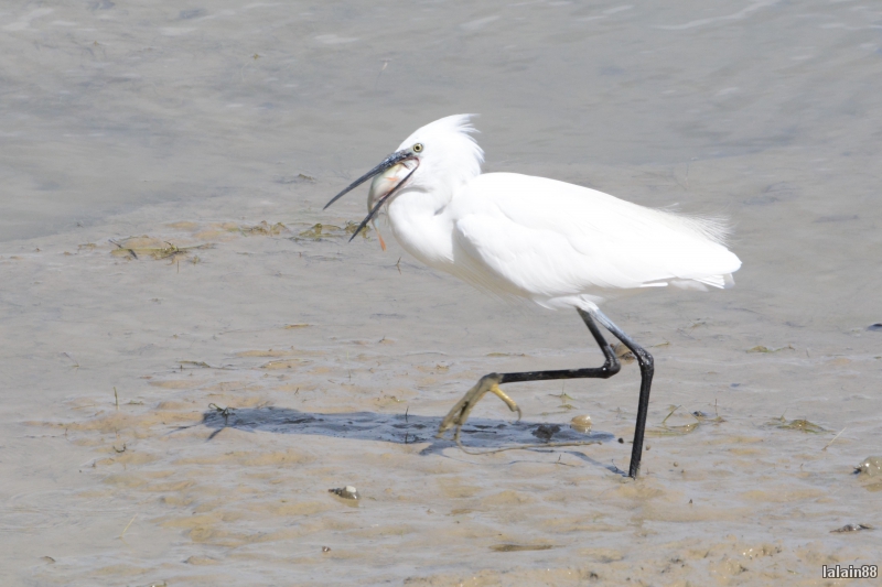 Photo Oiseaux Aigrette garzette