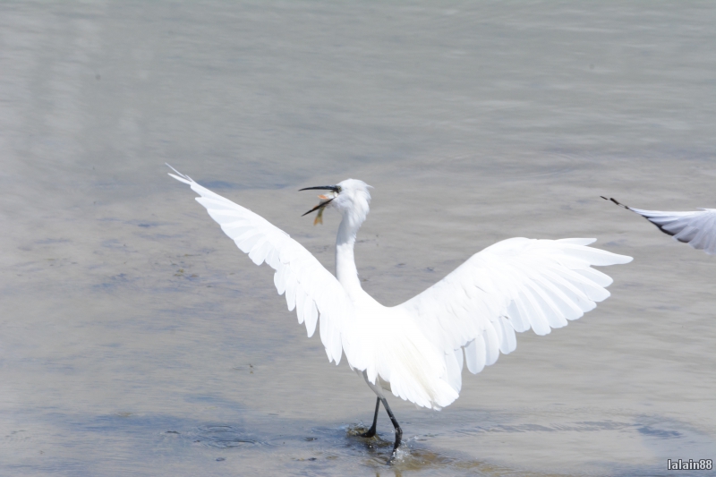 Photo Oiseaux Aigrette garzette