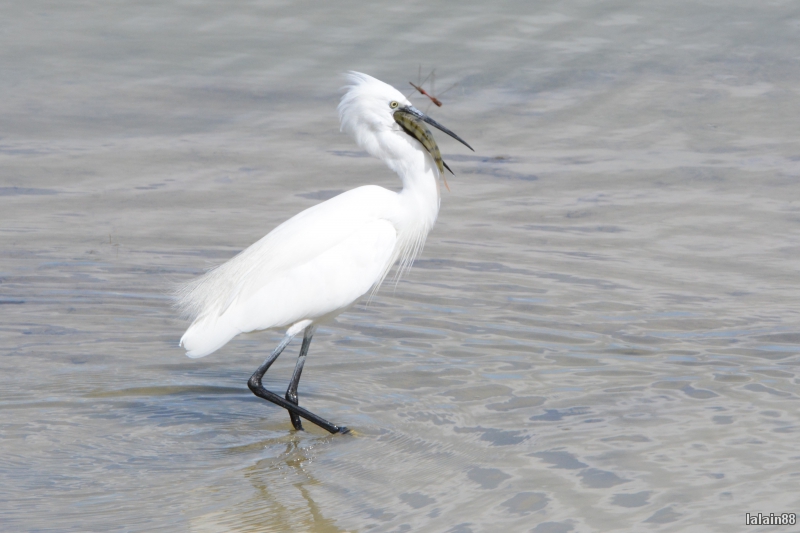 Photo Oiseaux Aigrette garzette