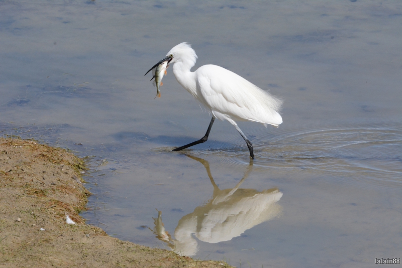 Photo Oiseaux Aigrette garzette