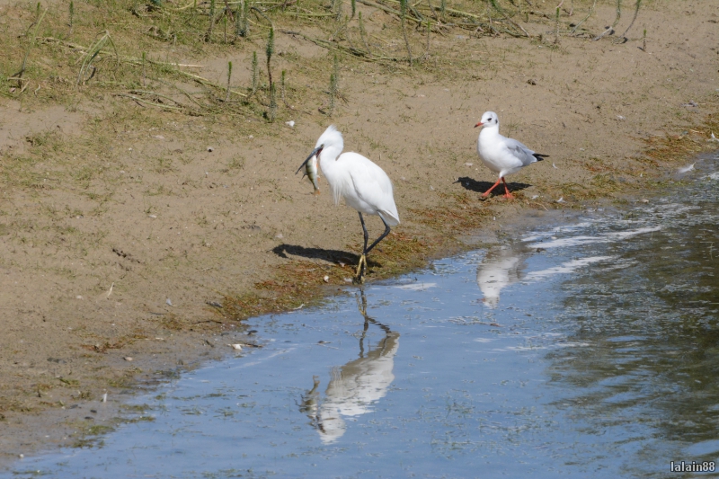 Photo Oiseaux Aigrette garzette