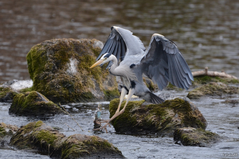 Photo Oiseaux Héron cendré