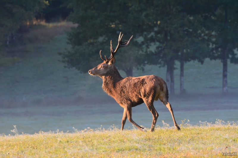 Photo Mammifères Cerf élaphe