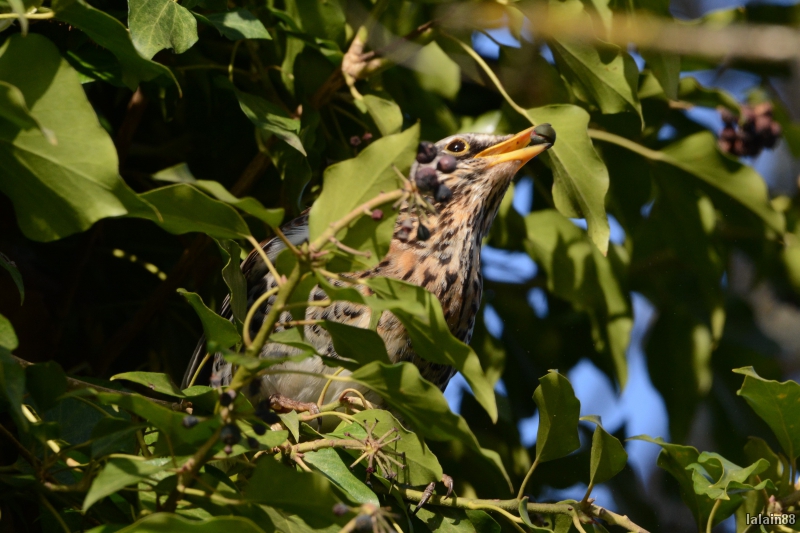 Photo Oiseaux