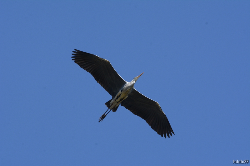 Photo Oiseaux Héron cendré