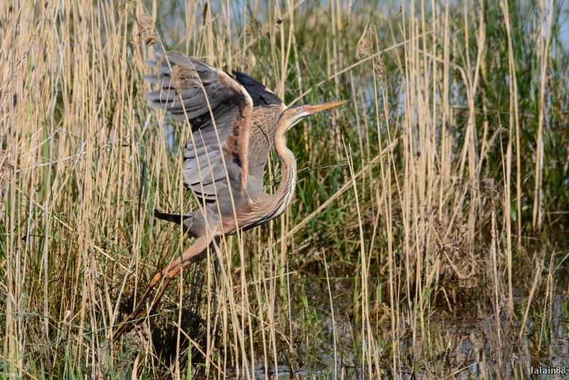 Photo Oiseaux heron pourpre