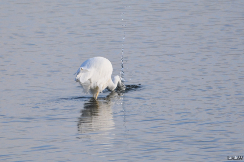 Photo Oiseaux Aigrette garzette