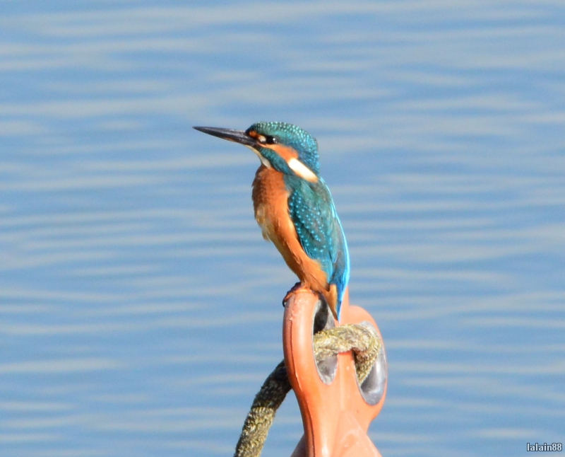 Photo Oiseaux martin pêcheur