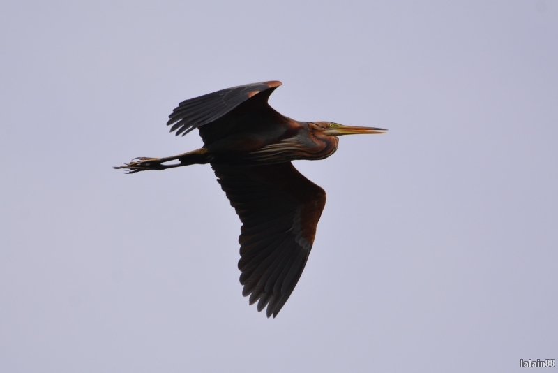 Photo Oiseaux heron pourpre