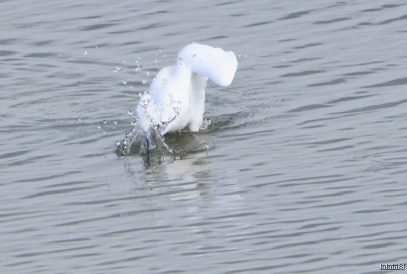 Photo Oiseaux Aigrette garzette