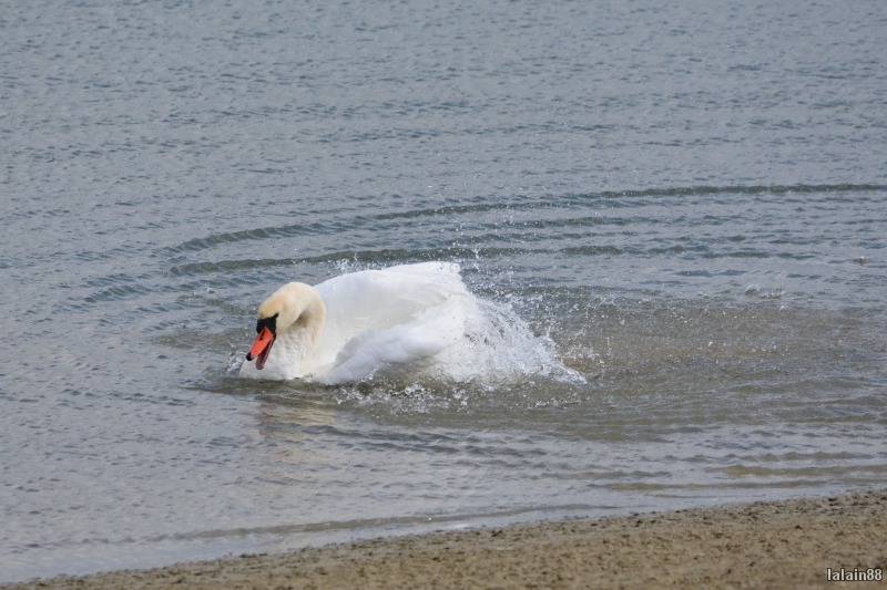 Photo Oiseaux Cygne tuberculé