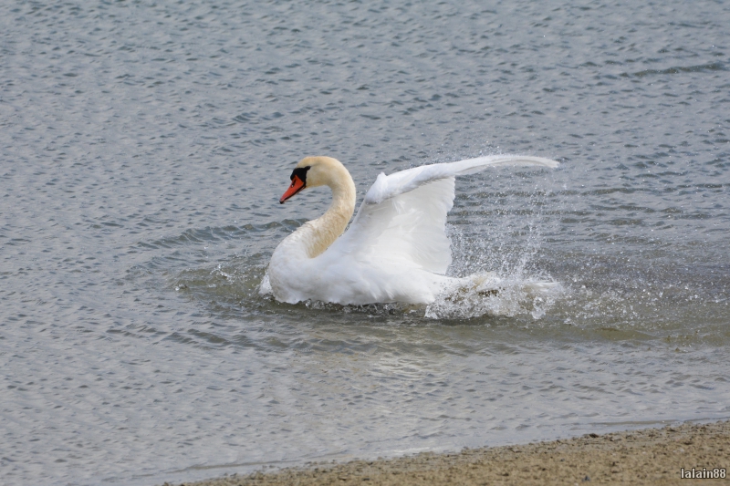 Photo Oiseaux Cygne tuberculé