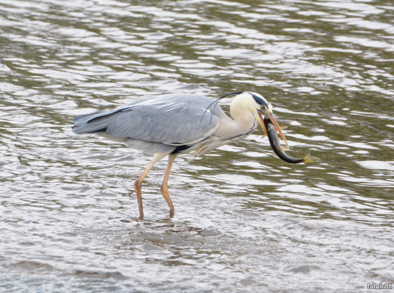 Photo Oiseaux heron cendrè ( à la pêche )