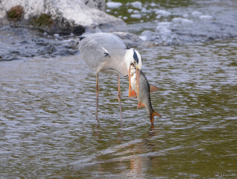 Photo Oiseaux heron cendrè ( à la pêche )