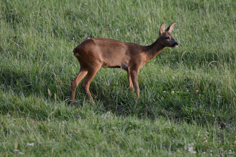 Photo Mammifères Chevreuil (Chevrette)