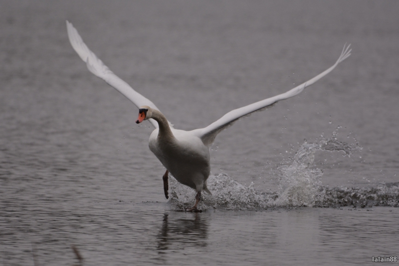 Photo Oiseaux