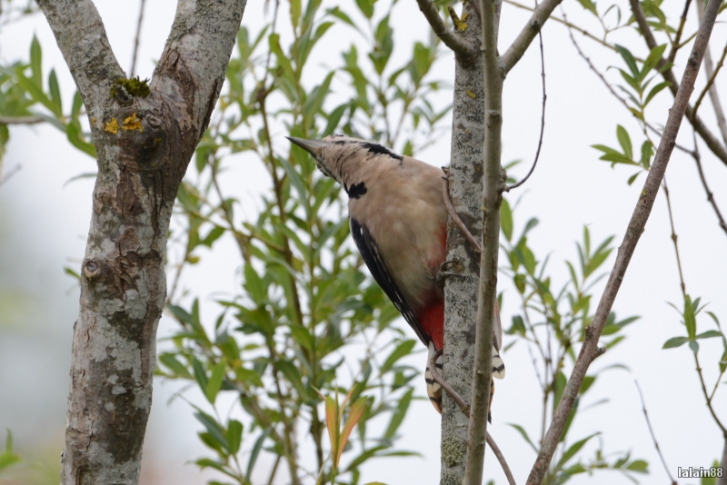 Photo Oiseaux Pic épeiche