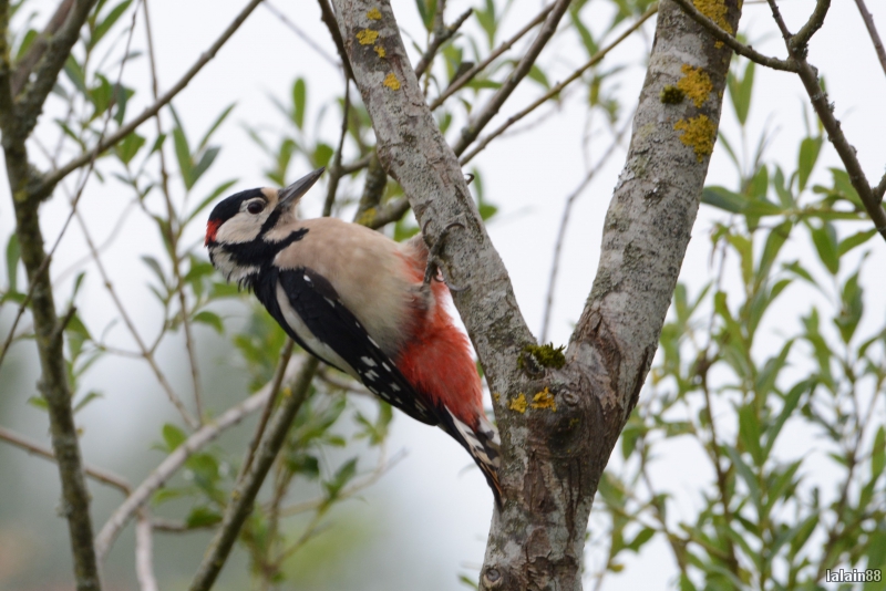 Photo Oiseaux Pic épeiche