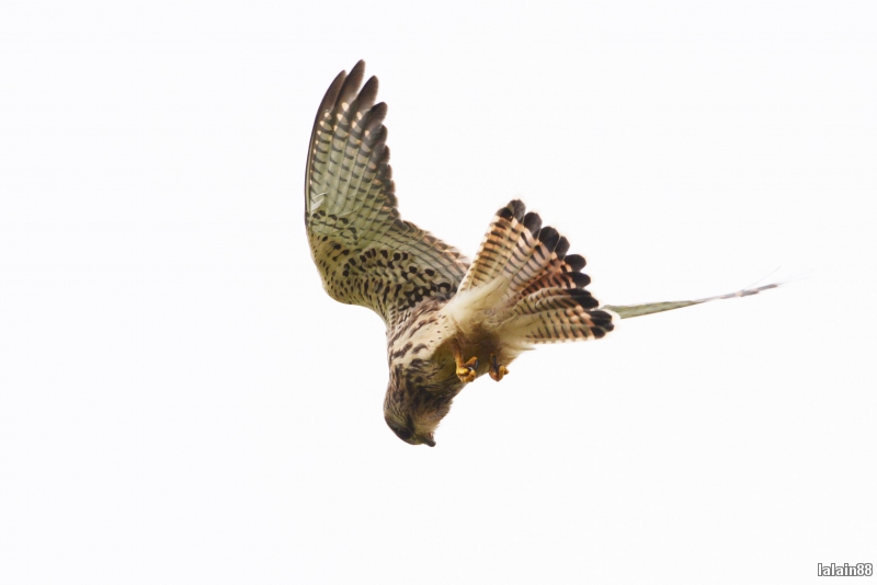 Photo Oiseaux Faucon crécerelle