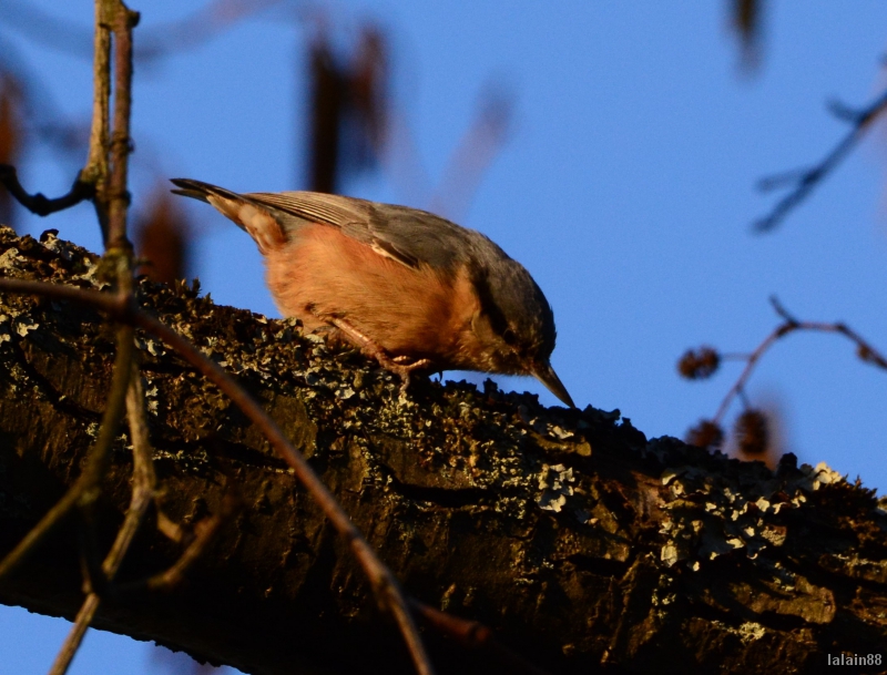 Photo Oiseaux