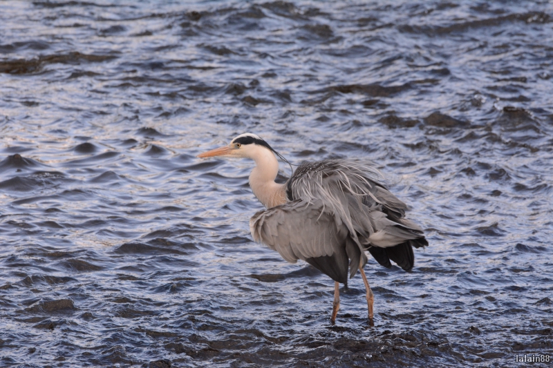 Photo Oiseaux heron cendrè ( à la pêche )